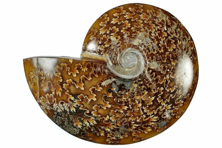 Polished Cretaceous Ammonite (Cleoniceras) Fossil - Madagascar #305938